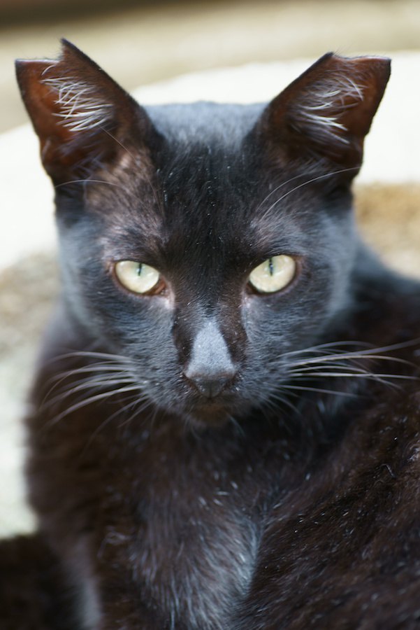 こちらを見つめるサクラ耳の黒猫
