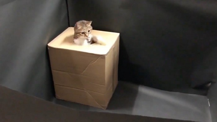 箱から出る猫