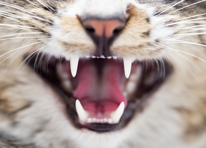 猫の口の写真