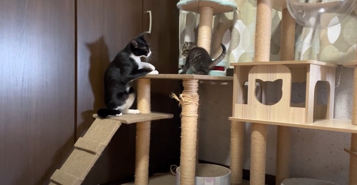 タワーの猫と子猫2