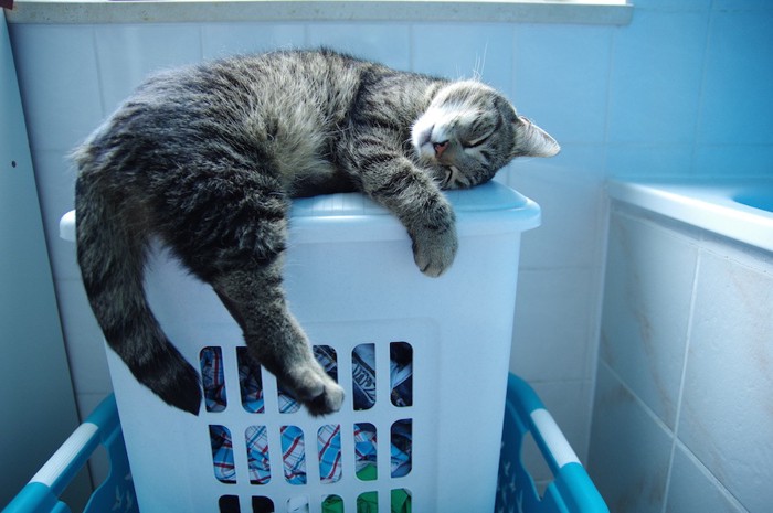 洗濯カゴの上で寝る猫