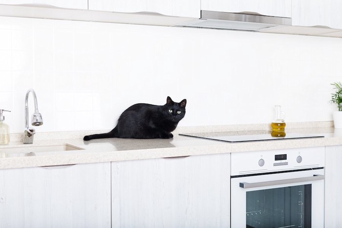 キッチンの上に乗る黒猫