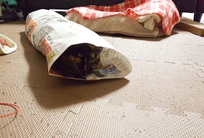 新聞紙のトンネルと猫