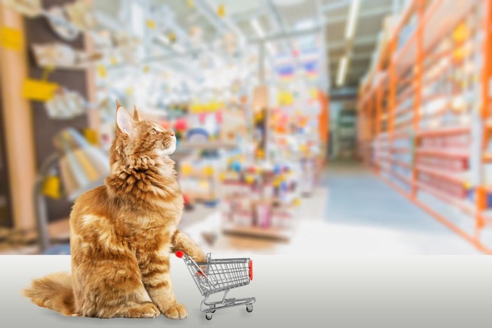 ペットショップで商品を見る猫