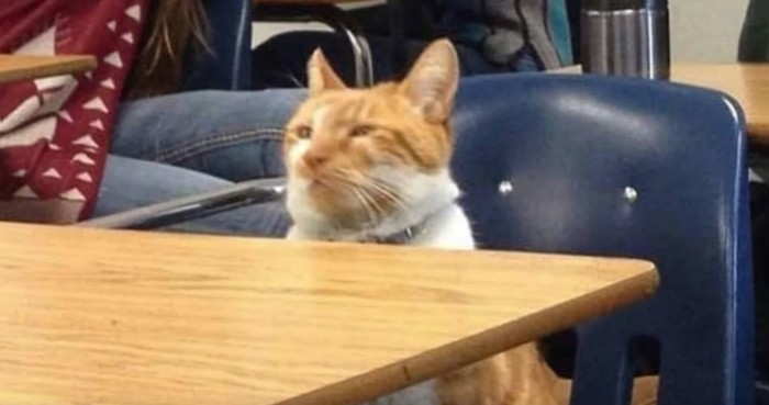 教室の机に座る猫