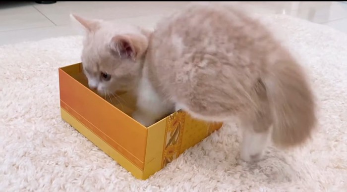 箱の中の猫