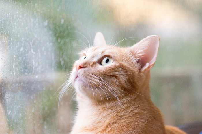 窓から外を伺う猫