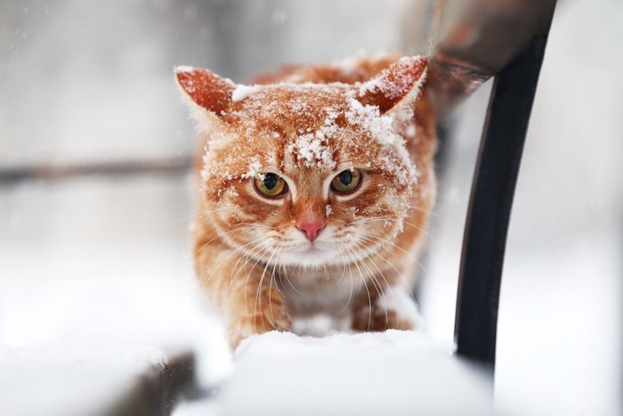 雪をかぶって歩く茶トラ猫