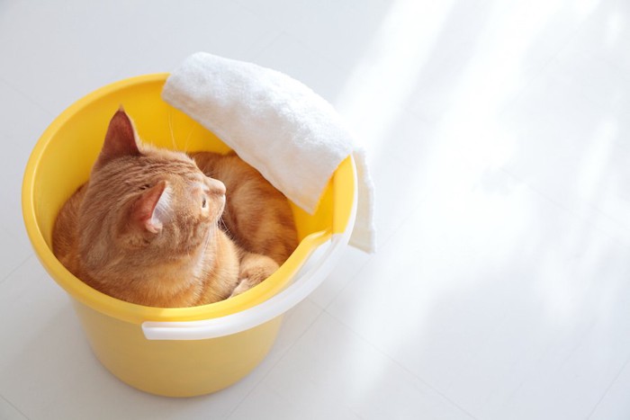 掃除用のバケツに入る猫