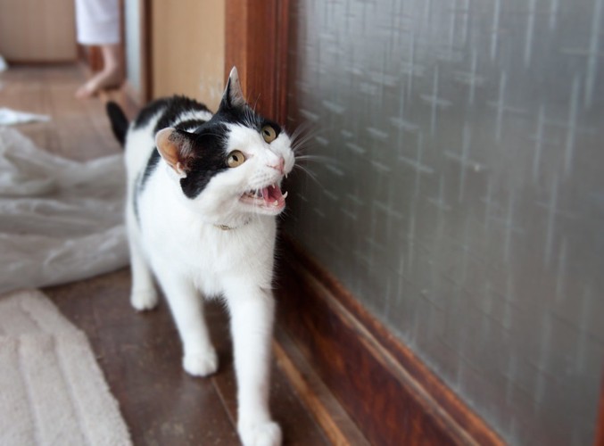 廊下で鳴く猫