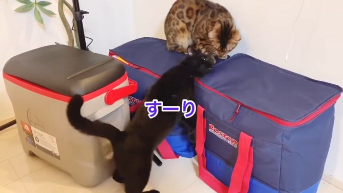青いケースの上にいるベンガル猫と黒猫