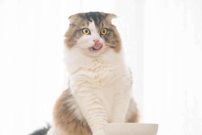 食後に舌を出して口周りを舐める猫
