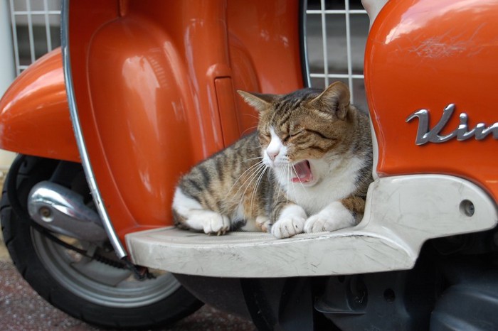 バイクの上であくびをする猫