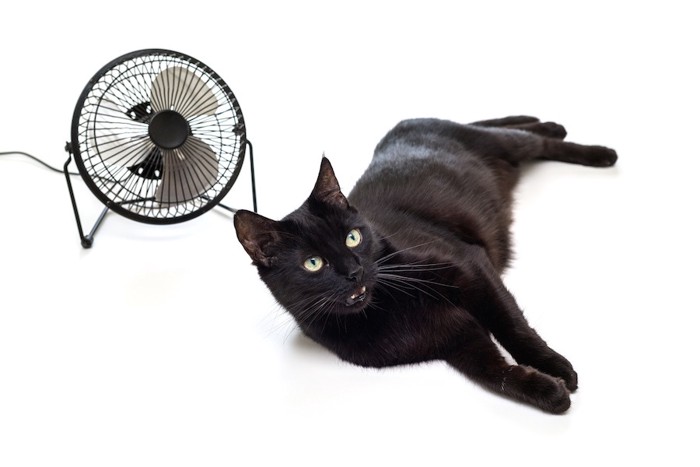 扇風機の前でくつろぐ黒猫