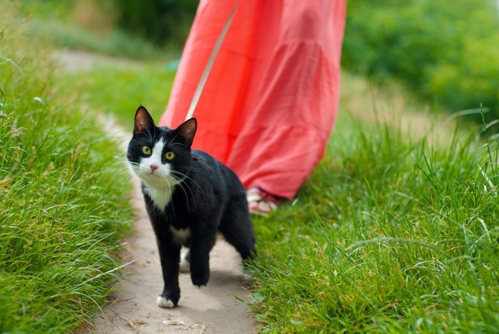 飼い主を散歩する猫