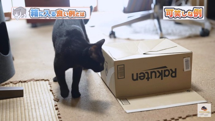 伏せた箱と黒猫