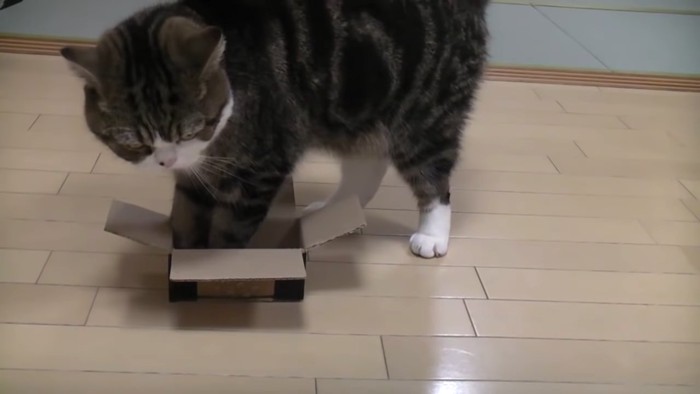 前足を箱に入れる猫