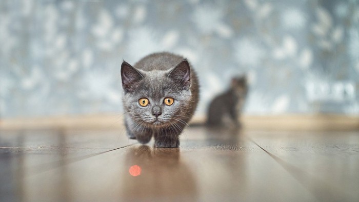 レーザーポインターの光を狙う子猫