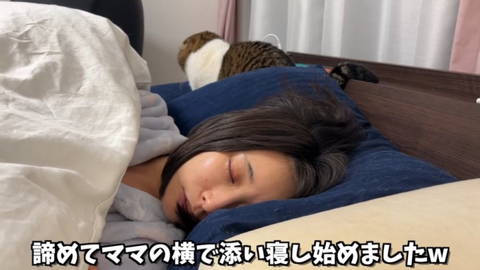 人の隣で寝る猫