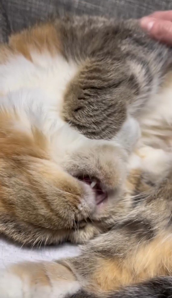 寝ながら口を開ける猫
