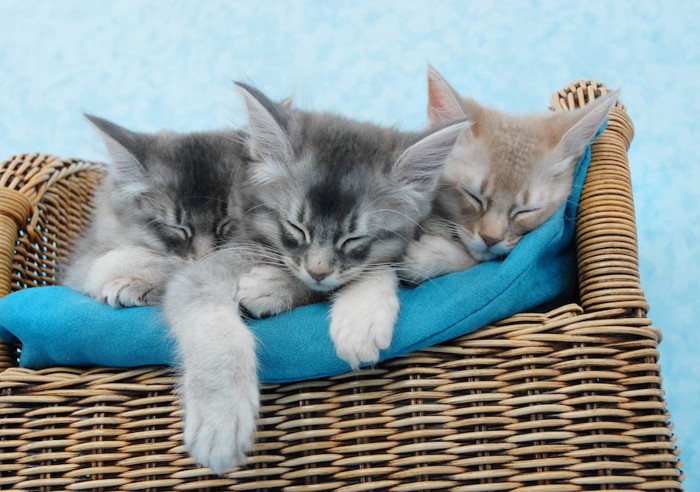 一緒に眠る3匹のソマリの子猫