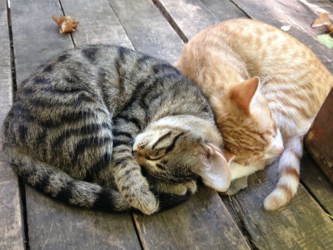 同じ姿で寝る2匹の猫