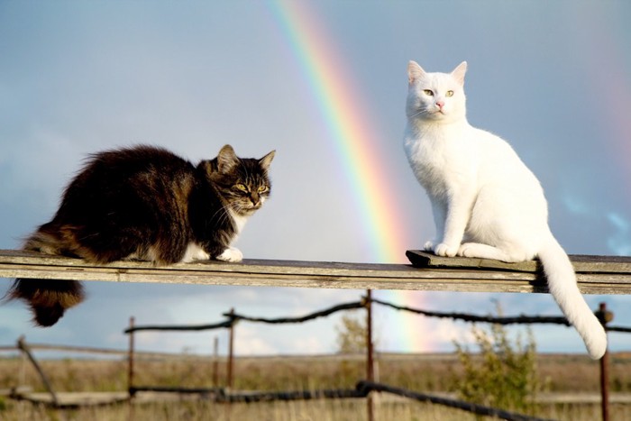 虹のたもとにいる猫たち
