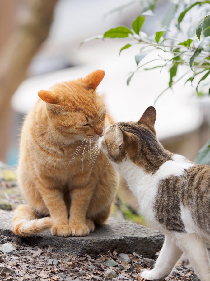 キスする猫