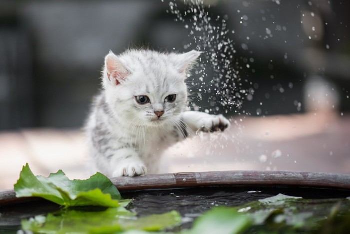 水を触っている猫