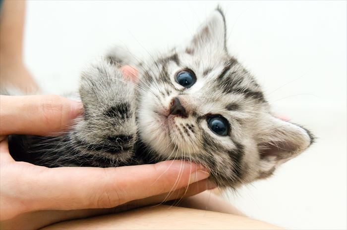 抱っこされるアメリカンショートヘア子猫