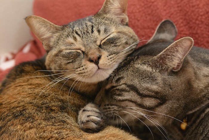 重なり合って眠る2匹の猫