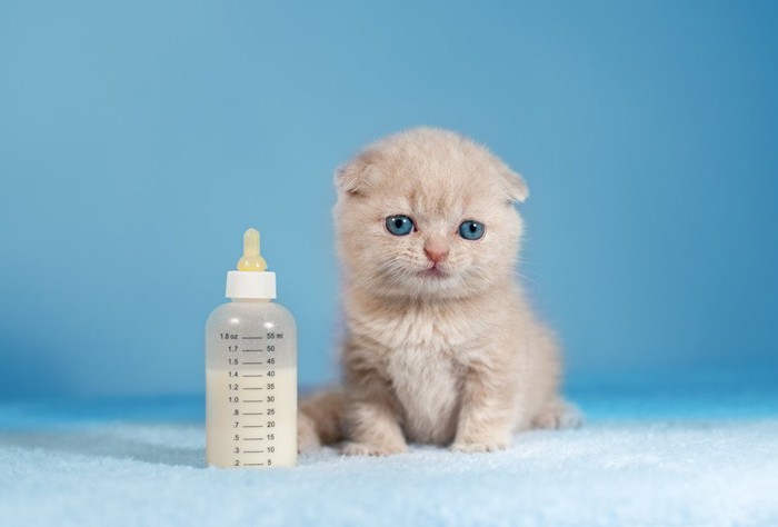 哺乳瓶の隣に座る赤ちゃん猫
