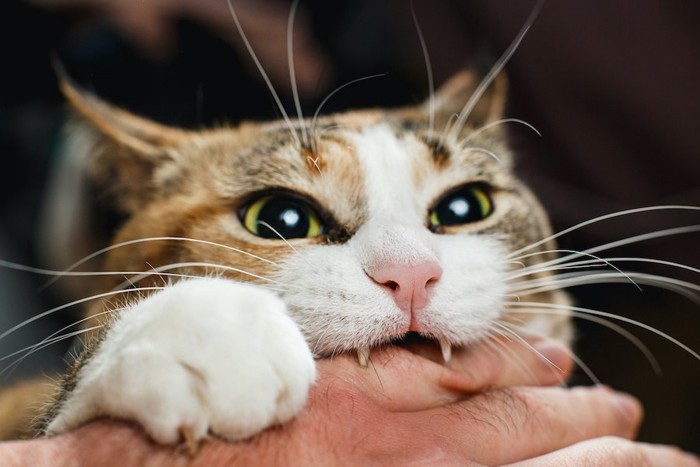 飼い主の手を噛む猫の顔アップ