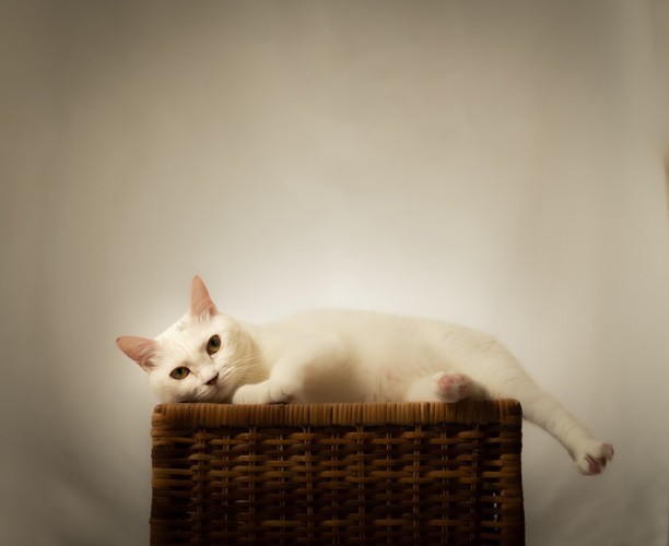 バスケットの上で寝る白猫