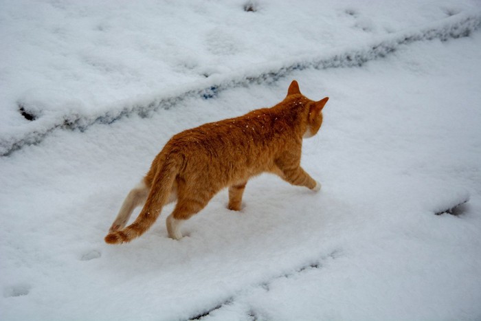 雪の上に残された猫の足跡