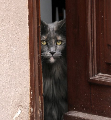 ドアの隙間からのぞく猫