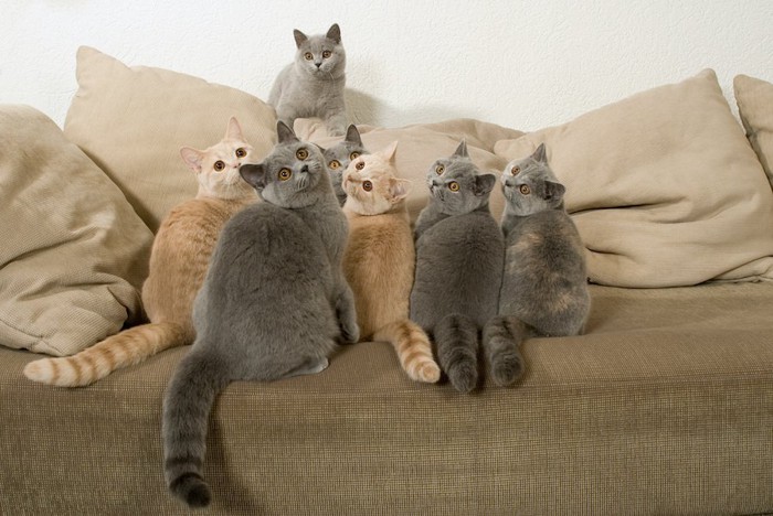 ソファーに乗って同じ方向を見る飼い猫たち