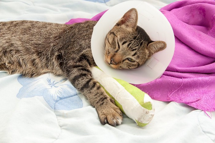布団の上で眠る足を怪我している猫