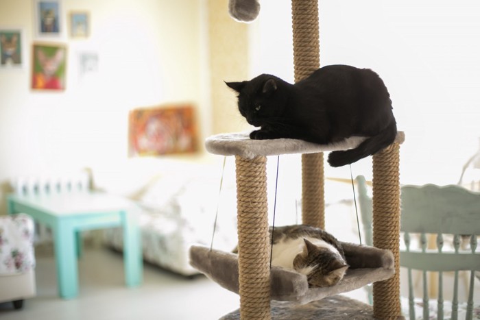 タワーに乗る猫たち