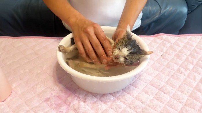 体を洗われる子猫