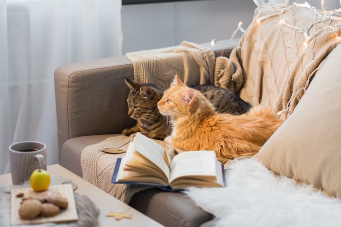 ソファーで寄り添ってくつろぐ二匹の猫
