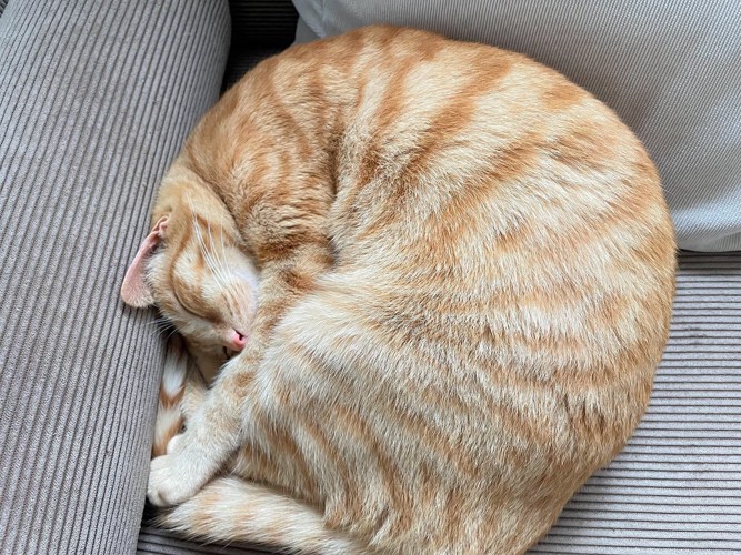 アンモニャイトのポーズで眠る猫