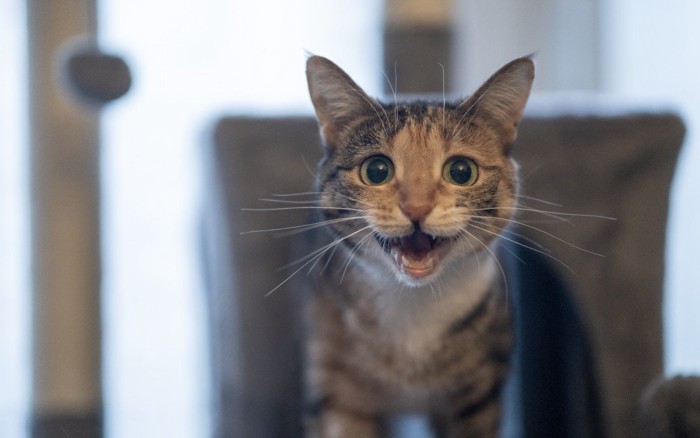 寂しくて鳴く猫