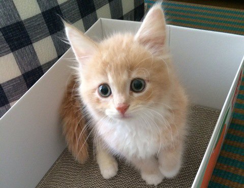 箱に入ったメインクーンの子猫