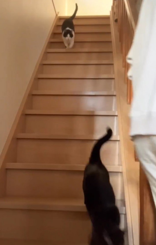 階段を下りる2匹の猫