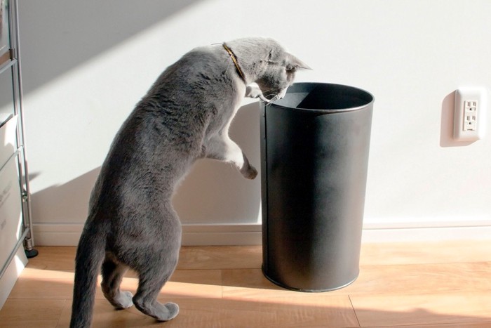 壁際の黒いゴミ箱を覗こうとする猫