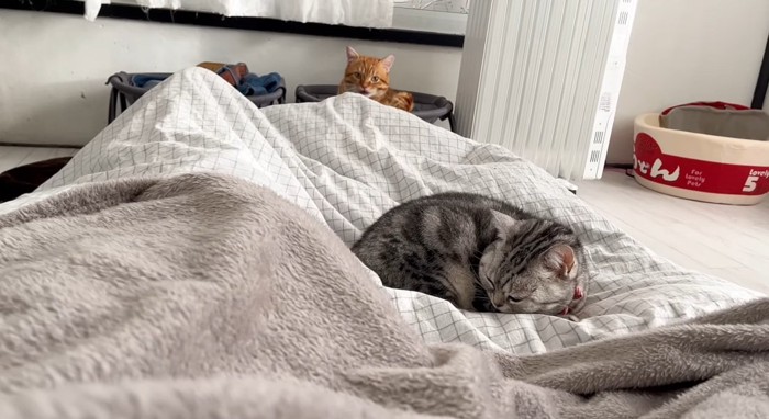 ベッドの上の猫