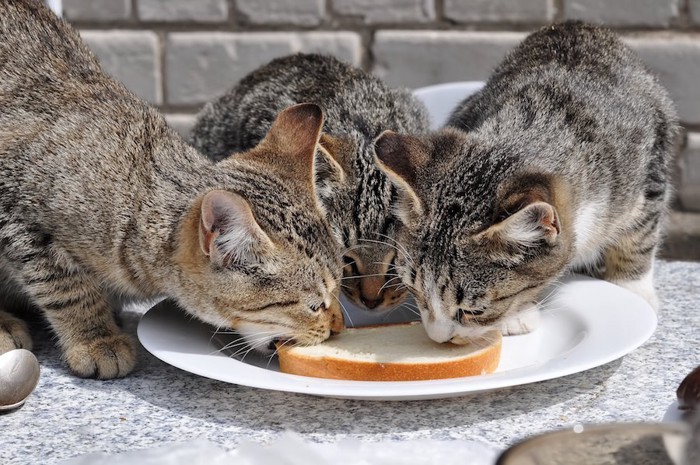 パンを食べる3匹の猫