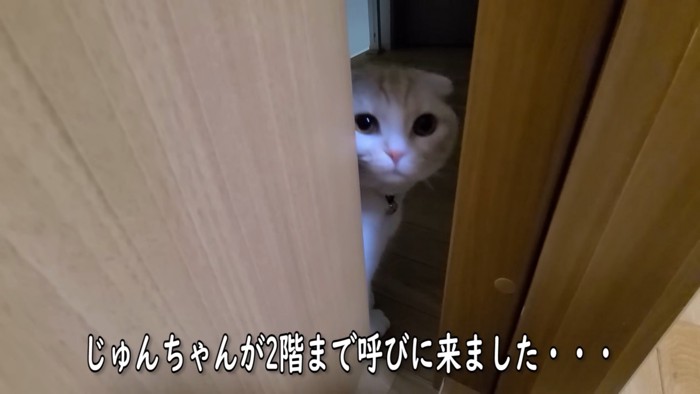 ドアの向こうにいる猫