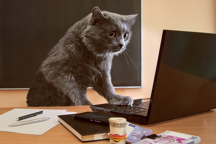 パソコンに向かい予約する猫